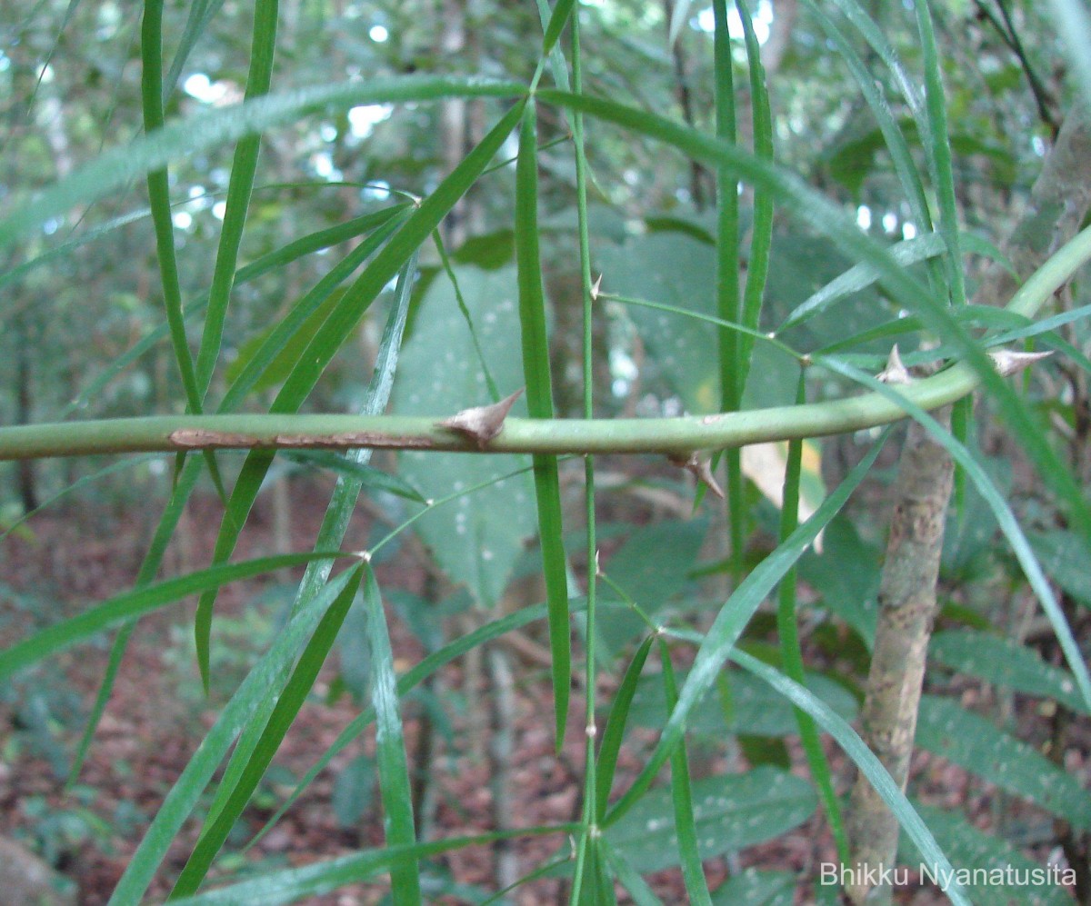 Asparagus falcatus L.